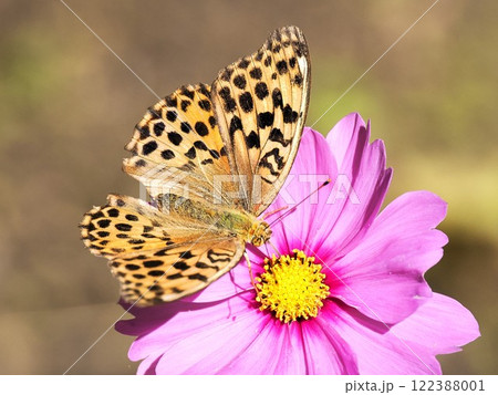 花とヒョウモンチョウ 122388001