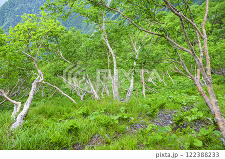 北岳のダケカンバ林 122388233