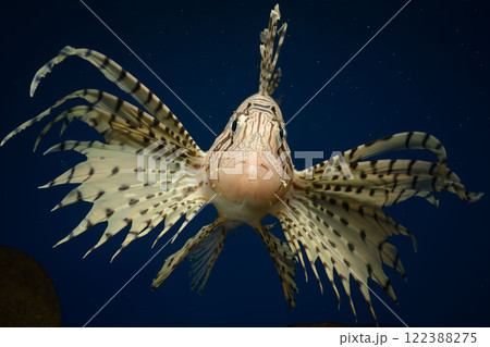 ミノカサゴ　カサゴ　Lionfish　毒魚　ミノカサゴ 正面 122388275