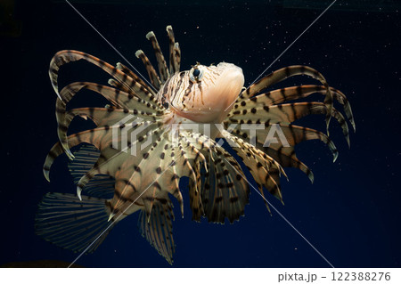 ミノカサゴ　カサゴ　Lionfish　毒魚 122388276