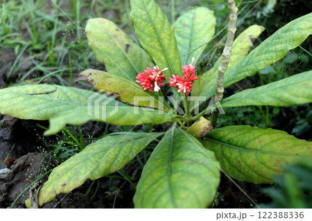 Beside view whole Indian snake root blooming on ground. Beside view whole Indian snake root blooming on ground. 122388336