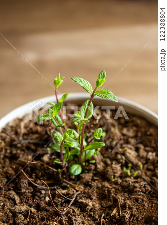 Mint growing in a pot ornamental plant for planting in spring 122388804