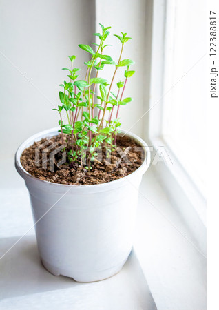 Mint grows in a stylish white pot, decorating the interior, on the windowsill as an ornamental plant, creating an eco-friendly atmosphere at home, and creating a spring mood 122388817