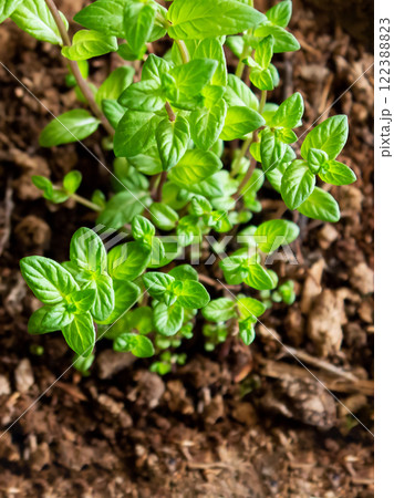 Mint grows in a pot, decorating the interior, creating an eco-friendly environment in the room, and creating a spring mood 122388823