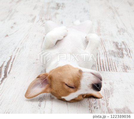 Dog. Jack Russell Terrier puppy isolated on white background 122389036
