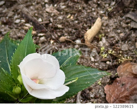 静かな公園の白い花、地面に近い美しい風景 122389615