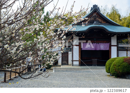 梅の花が咲く早春の勧修寺 梅の花が咲く早春の勧修寺 122389617