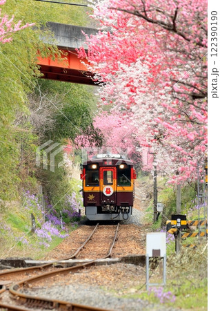 わたらせ渓谷鐵道「花桃の花咲く神戸駅付近を走る列車」 122390190