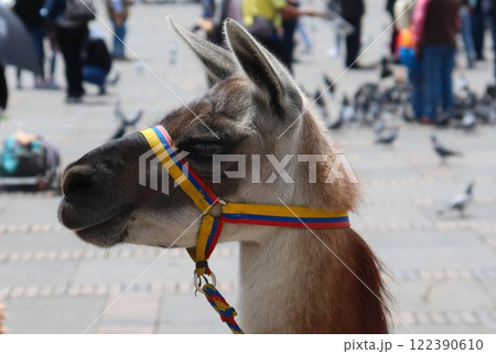Tourism, buildings and architecture of Colombia, photo of alpaca entertaining tourists Tourism, buildings and architecture of Colombia, photo of alpaca entertaining tourists 122390610