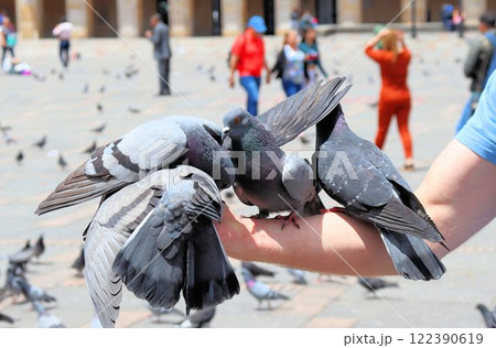 Architecture of Bogota Colombia, pigeons eat from hand 122390619