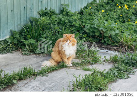 Portrait of a red cat against a green lawn. Red cat on a walk in good warm weather 122391056
