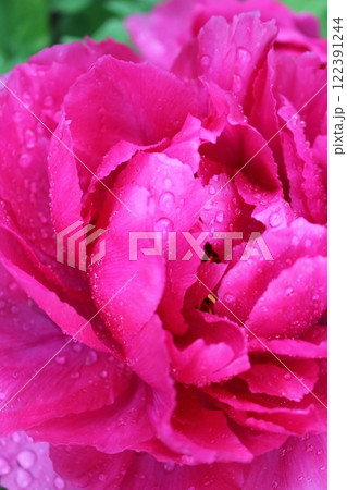 牡丹 ~ ~ ✿ぼたん✿~ ~ 牡丹 ~ ~ ✿ぼたん✿~ ~ 122391244