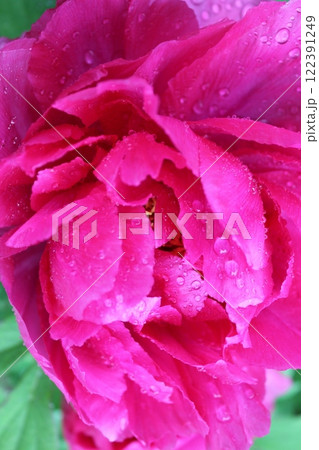 牡丹 ~ ~ ✿ぼたん✿~ ~ 牡丹 ~ ~ ✿ぼたん✿~ ~ 122391249