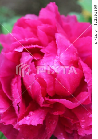 牡丹 ~ ~ ✿ぼたん✿~ ~ 牡丹 ~ ~ ✿ぼたん✿~ ~ 122391269