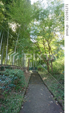 竹の小道 : 森林 風景 122391271