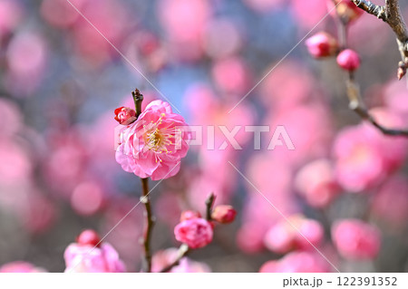 春を告げる紅梅の花 春を告げる紅梅の花 122391352