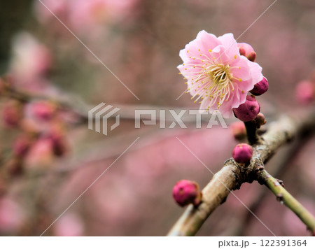 3月に咲いた可愛いピンク色の梅の花「藤牡丹枝垂(フジボタンシダレ)」 3月に咲いた可愛いピンク色の梅の花「藤牡丹枝垂(フジボタンシダレ)」 122391364