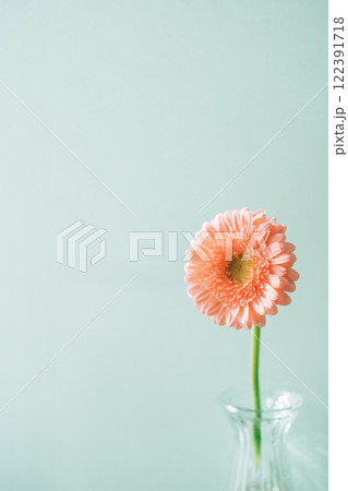 ガラス瓶に挿したピンクのガーベラ　水色背景 122391718