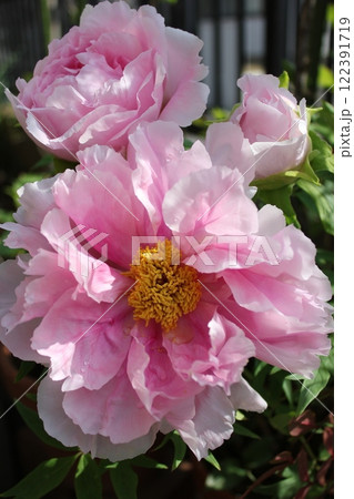 牡丹 ~ ~ ✿ぼたん✿~ ~ 牡丹 ~ ~ ✿ぼたん✿~ ~ 122391719