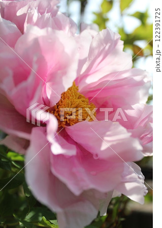 牡丹　　～ ～ ✿ぼたん✿～ ～  122391725