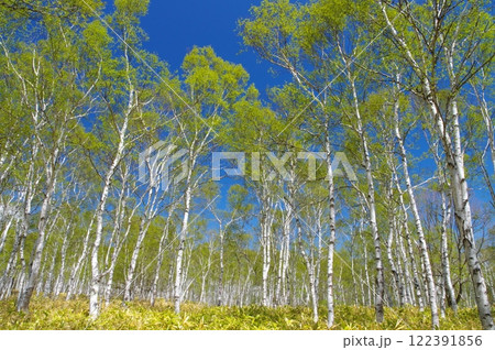 信州・八千穂高原の新緑の白樺林 122391856