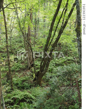 白神山地 白神山地 122391951