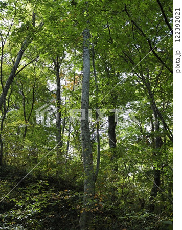 白神山地 122392021