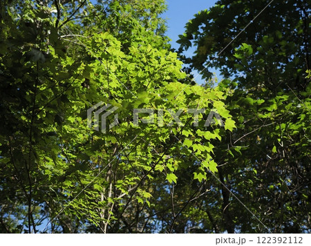 白神山地 122392112