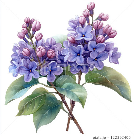 Spring lilac flowers 122392406