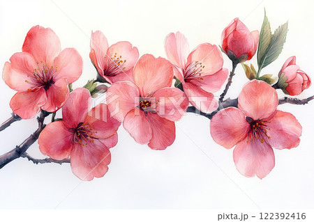 Pink blossom of sakura Pink blossom of sakura 122392416