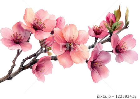 Pink blossom of sakura Pink blossom of sakura 122392418