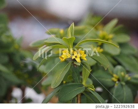 黄色い花　黄花沈丁花 122392638