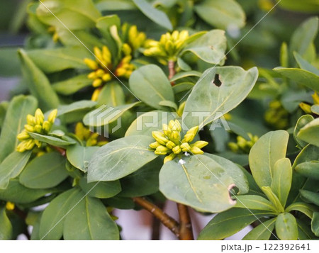 黄色い花 黄花沈丁花 黄色い花 黄花沈丁花 122392641