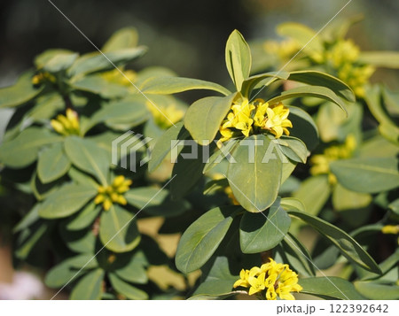 黄色い花　黄花沈丁花 122392642