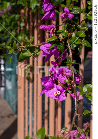 Detail of bougenvillea plant, Madeira, Portugal 122392916