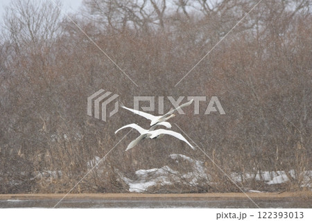 ハクチョウ 122393013