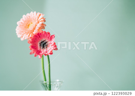 花瓶に生けたピンクの二輪挿しのガーベラ 花瓶に生けたピンクの二輪挿しのガーベラ 122393029