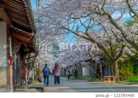 春の新庄宿 満開のがいせん桜42 岡山県真庭郡新庄村 春の新庄宿 満開のがいせん桜42 岡山県真庭郡新庄村 122393400