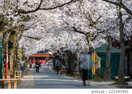 春の新庄宿 満開のがいせん桜41 岡山県真庭郡新庄村 春の新庄宿 満開のがいせん桜41 岡山県真庭郡新庄村 122393401