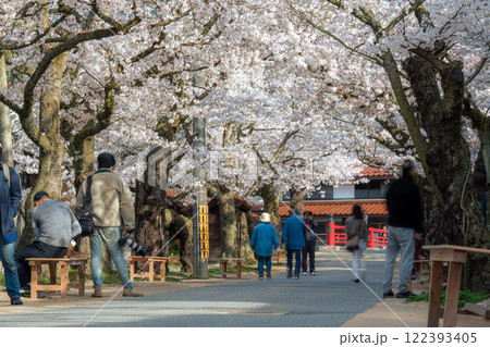 春の新庄宿　満開のがいせん桜38　岡山県真庭郡新庄村 122393405