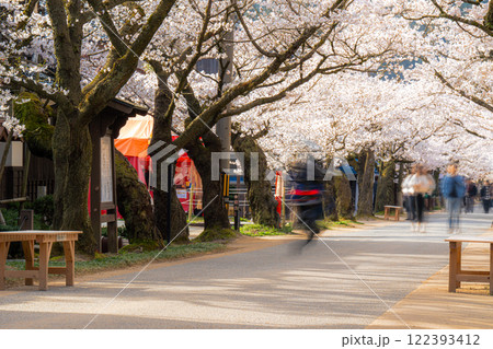 春の新庄宿　満開のがいせん桜32　岡山県真庭郡新庄村 122393412