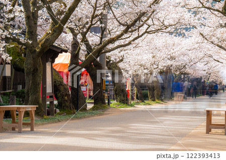 春の新庄宿　満開のがいせん桜2　岡山県真庭郡新庄村 122393413