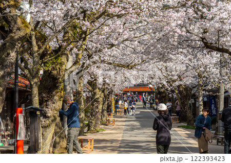 春の新庄宿　満開のがいせん桜24　岡山県真庭郡新庄村 122393423