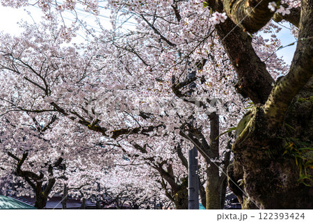 春の新庄宿　満開のがいせん桜23　岡山県真庭郡新庄村 122393424