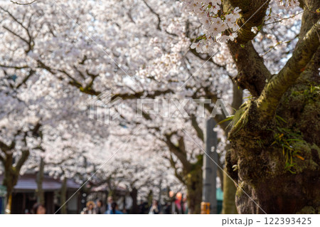 春の新庄宿　満開のがいせん桜22　岡山県真庭郡新庄村 122393425