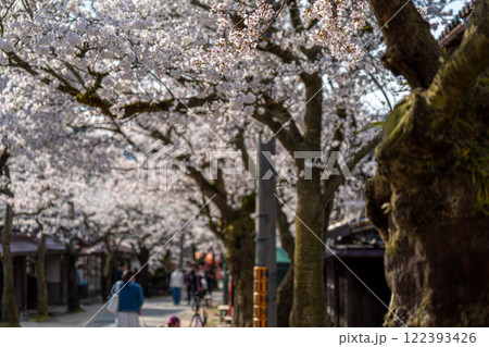 春の新庄宿　満開のがいせん桜21　岡山県真庭郡新庄村 122393426