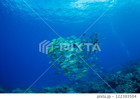 ノコギリダイの群れ　小笠原 122393504