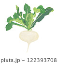カブ　水彩野菜イラスト 122393708