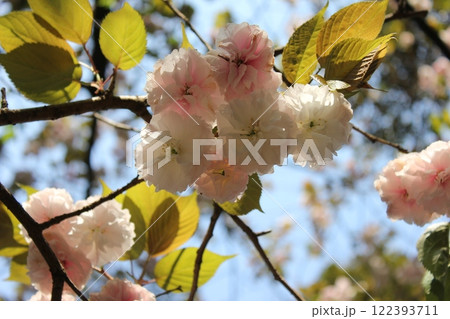 八重桜　⁺＋＊Double=cherry=blossom＊＋⁺ 122393711