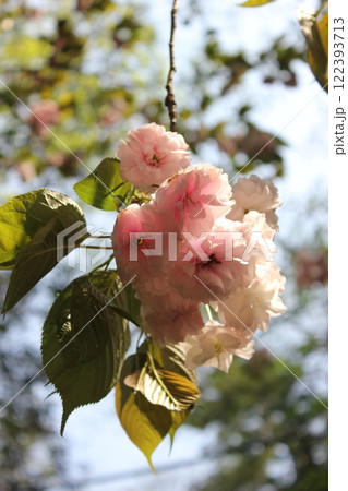 八重桜　⁺＋＊Double=cherry=blossom＊＋⁺ 122393713